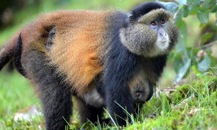 Golden Monkey