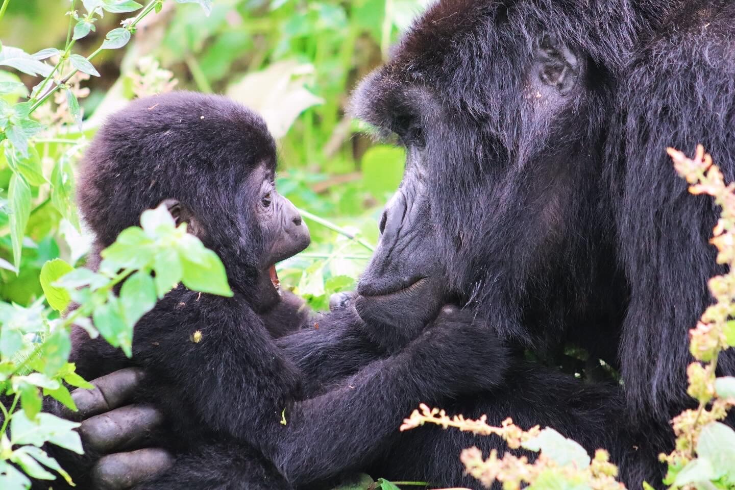 Mountain Gorillas