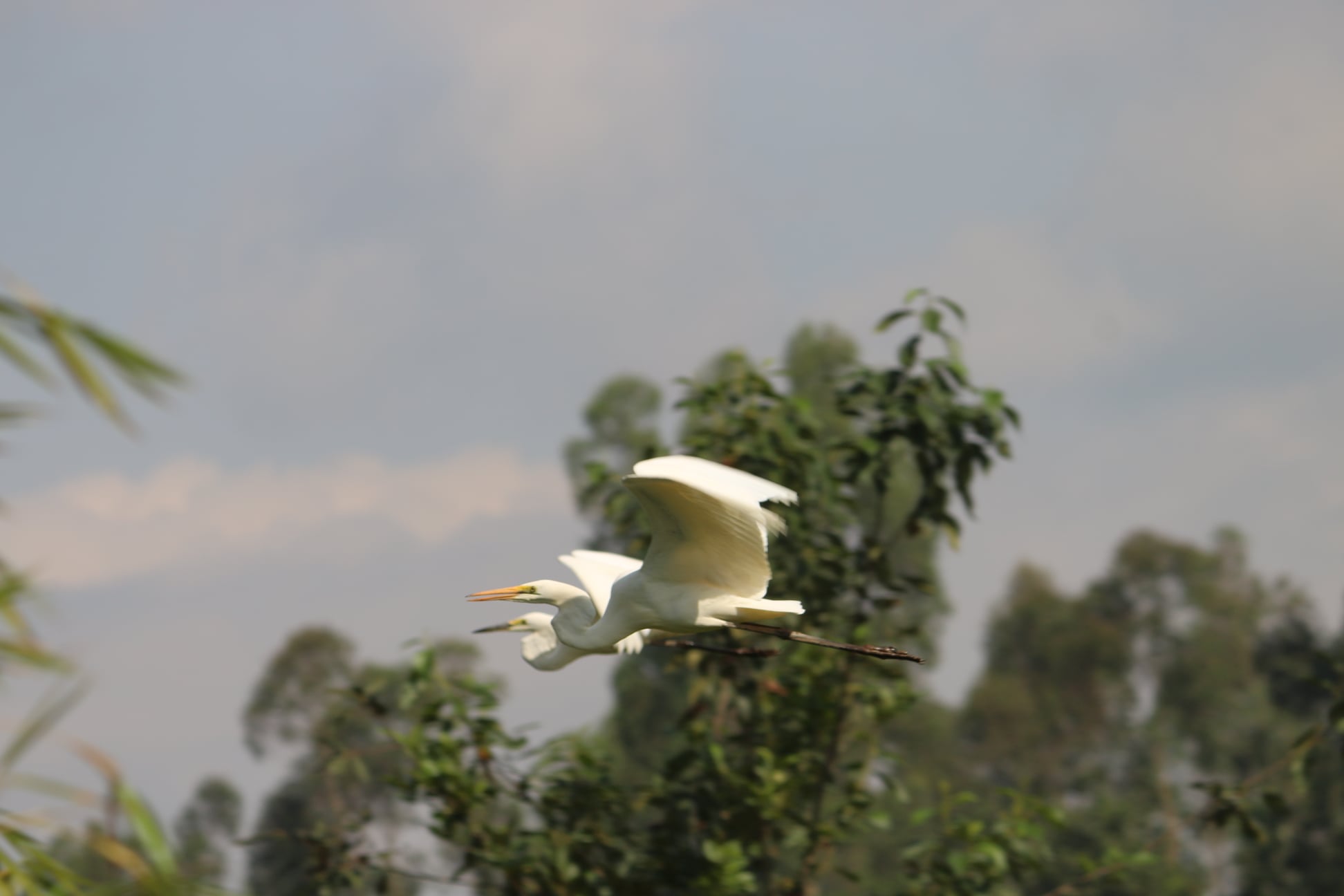 Exploring the Avian Treasures of Burera and Ruhondo