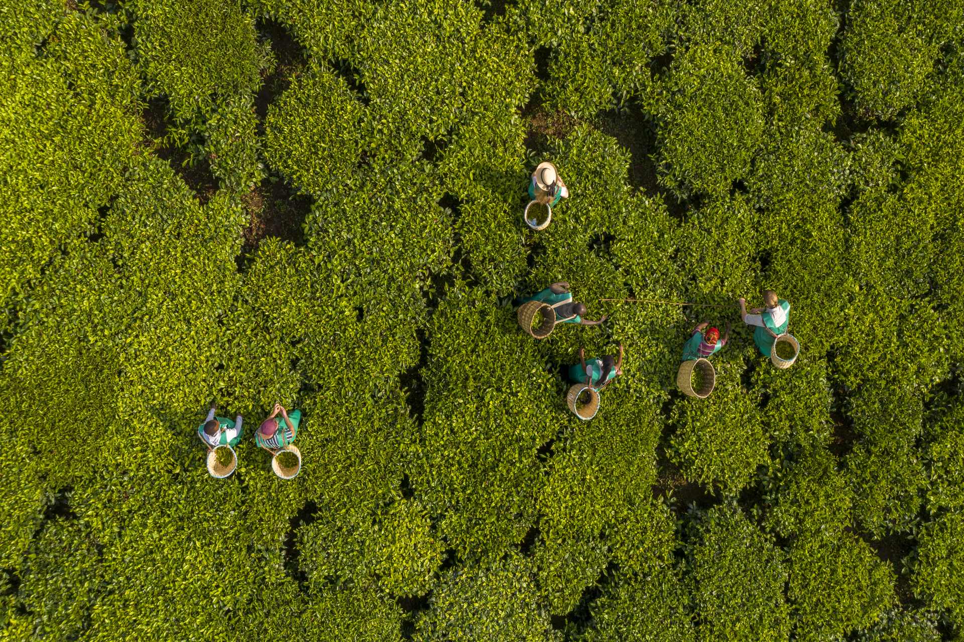 Tea plantation tour