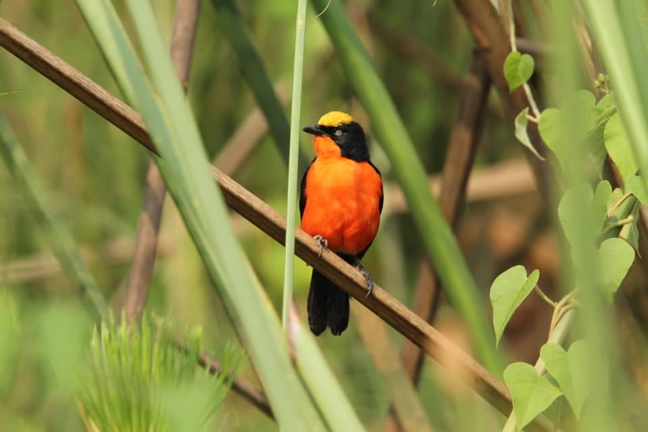 A Majestic 5-Day Birdwatching Safari in Rwanda