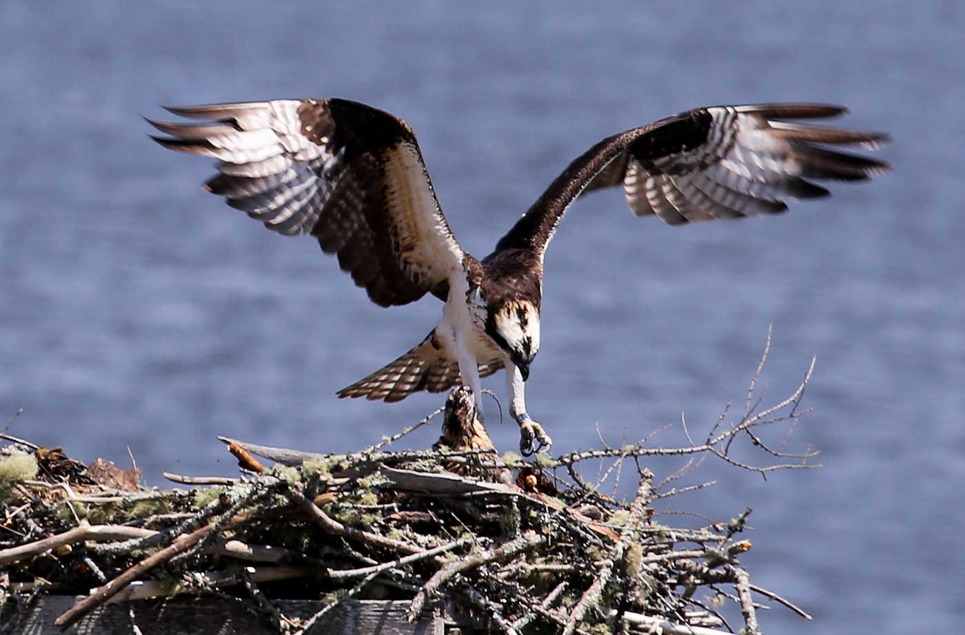 Welcome to Osprey Safaris